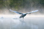 flying Mute Swan