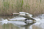 flying Mute Swan