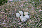 Mute Swan eggs