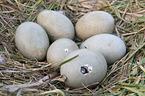 Mute Swan eggs