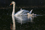 Mute Swans