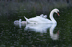 Mute Swans