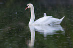 Mute Swans