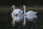 Mute Swans