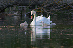 Mute Swans