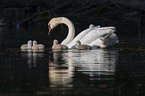 Mute Swans