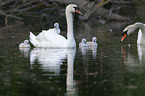 Mute Swans