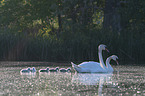 Mute Swans