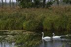 mute swans