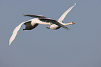 mute swans