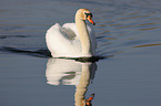 mute swan