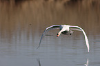 mute swan