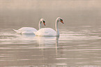 mute swan