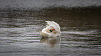 mute swan