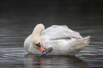 mute swan