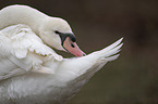 mute swan