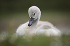 Mute swan chick
