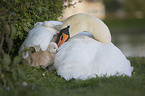 Mute swan chick