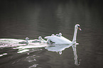 mute swans