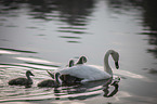 mute swans