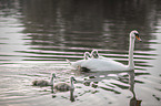 mute swans