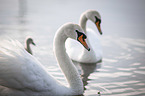 mute swans