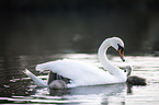 mute swans