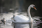 mute swans