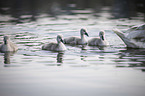 mute swans