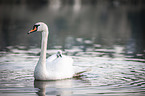 mute swans