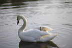 mute swans