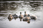 mute swans