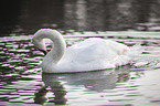 mute swan