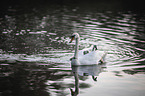 mute swans