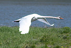 flying mute swan