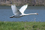 flying mute swan