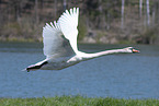 flying mute swan