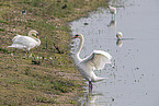 mute swans