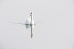 mute swan