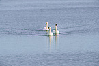 mute swans