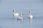 mute swans