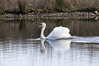 mute swan