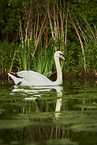 mute swan