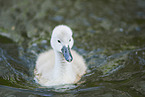 mute swan chick