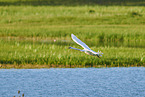 mute swan