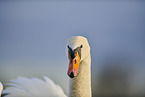 mute swan