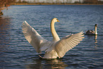 mute swan