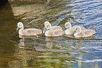 mute swan chicks