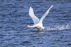 mute swan