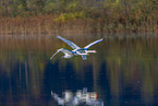 mute swans